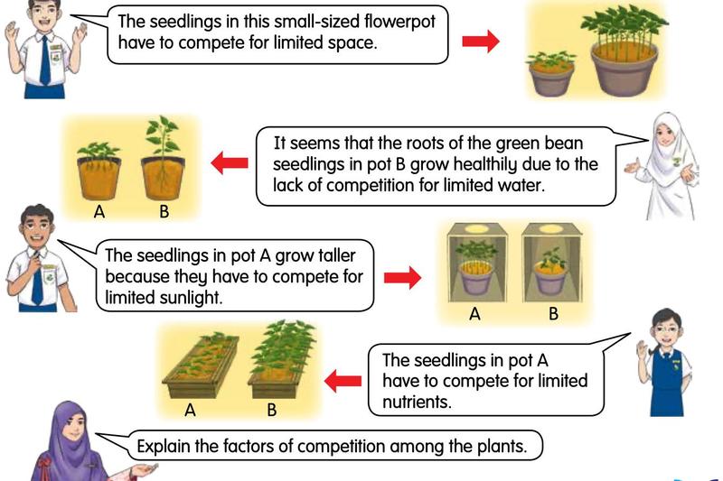 Four pairs of pots of seedlings showing competition for space, water, sunlight and nutrients