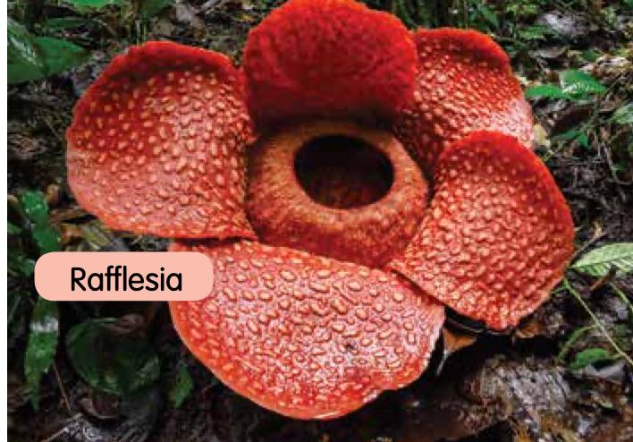 A large red Rafflesia flower on the forest floor
