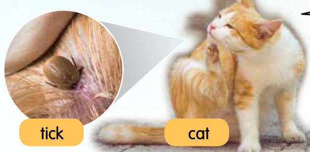 A tick enlarged next to a cat scratching itself