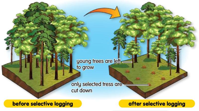 A forest before and after selective logging, with young trees left standing