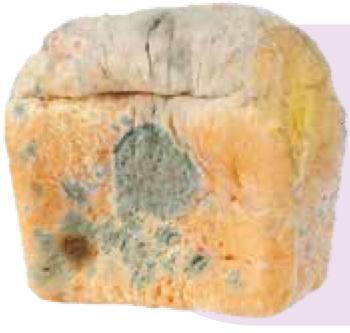 A slice of bread covered with grey-green mould