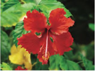 Foto bunga raya 24 bit, 16 777 216 warna