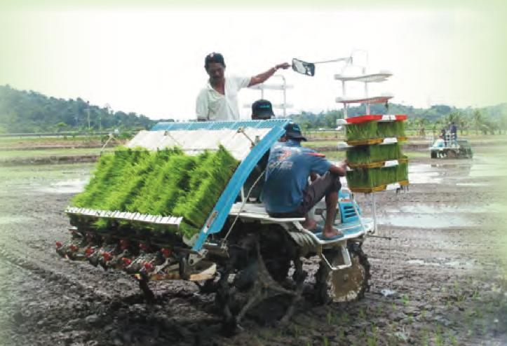 Petani menggunakan jentera untuk menanam anak padi di sawah