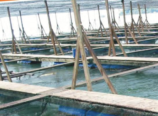 Sangkar-sangkar ikan terapung di sungai