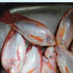 Ikan tilapia merah segar