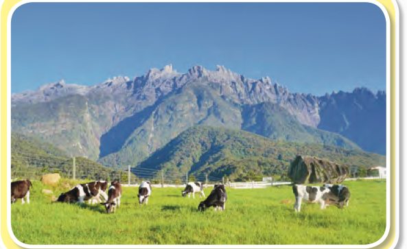 Lembu tenusu meragut rumput di padang hijau dengan Gunung Kinabalu di belakang