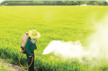 Petani menyembur racun serangga di sawah padi