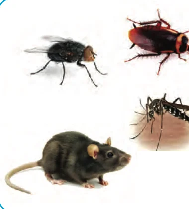 Lalat, lipas, nyamuk dan tikus