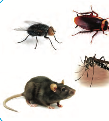 Seekor lalat, lipas, nyamuk dan tikus