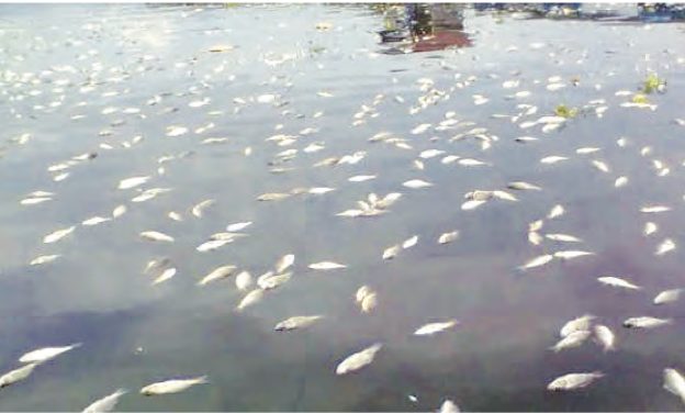 Banyak ikan mati terapung di permukaan air sungai