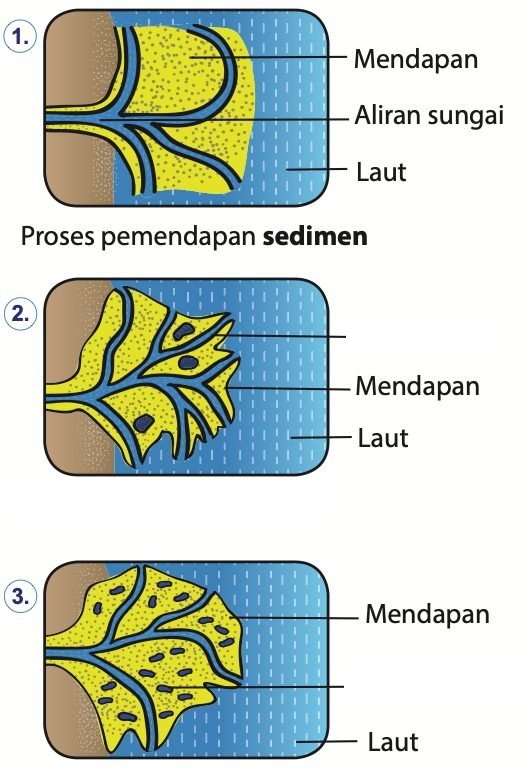 Tiga peringkat: (1) sungai memendapkan sedimen di muara, (2) mendapan bertambah dan sungai berpecah kepada beberapa alur, (3) mendapan membentuk tanah rendah di muara