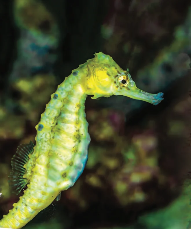 Gambar seekor kuda laut Hippocampus kuda berwarna kuning kehijauan