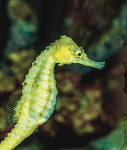 Photo of a yellow-green seahorse, Hippocampus kuda