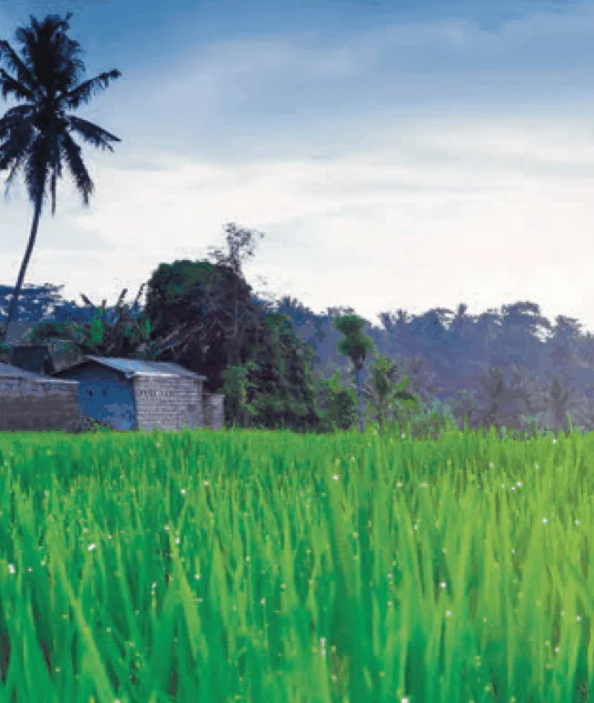 Photo of a green paddy field with palm trees and a small house