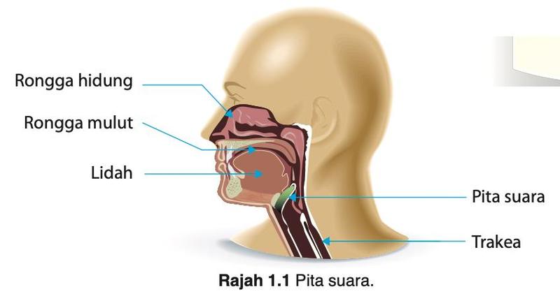 Gambar rajah kepala dan leher menunjukkan rongga hidung, rongga mulut, lidah, pita suara dan trakea
