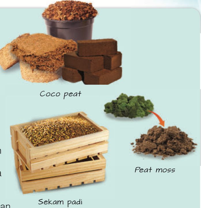 Coco peat, sekam padi dan peat moss