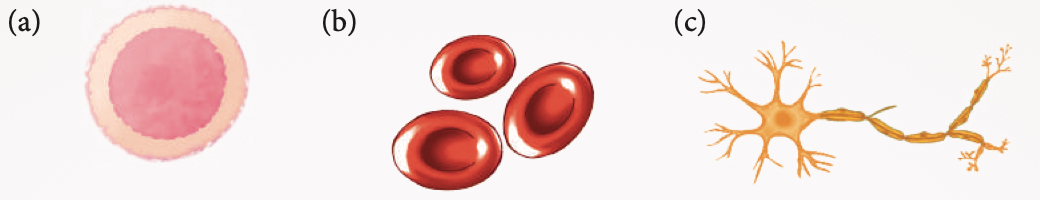 Tiga sel: (a) bulat berwarna merah jambu, (b) cakera merah, (c) sel dengan gentian panjang bercabang