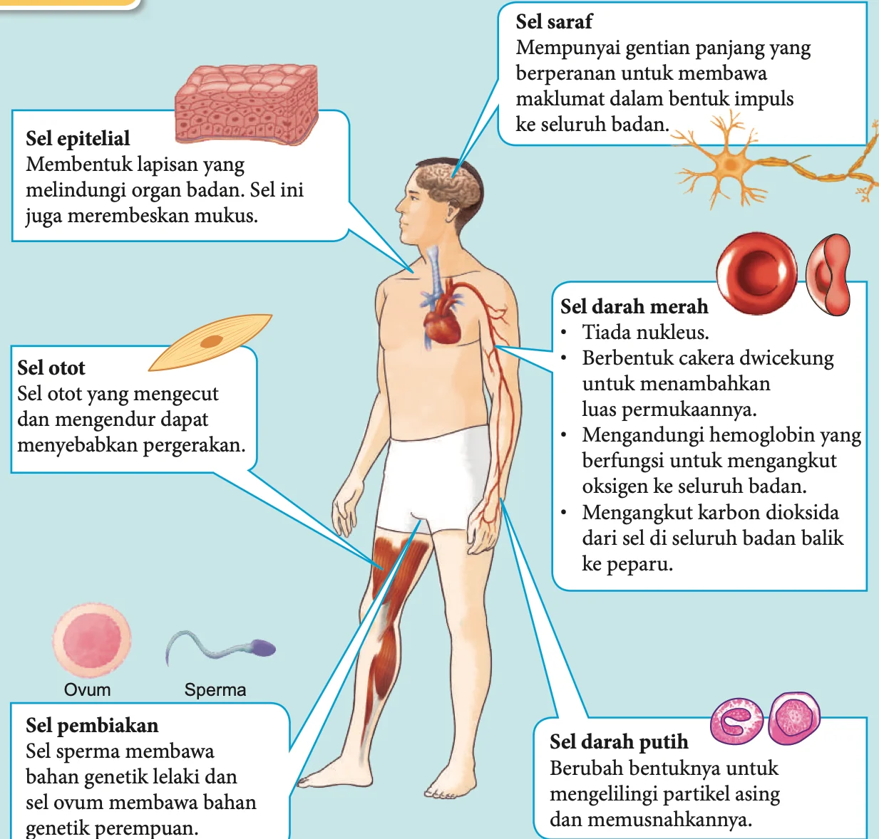 Jenis sel dalam badan manusia