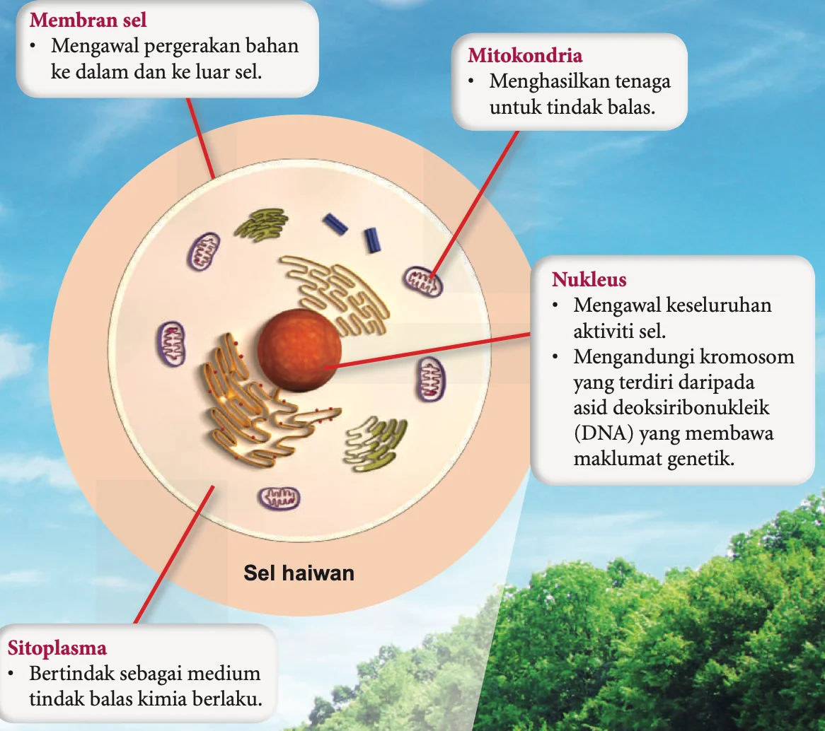 Sel haiwan berlabel dengan fungsi setiap struktur