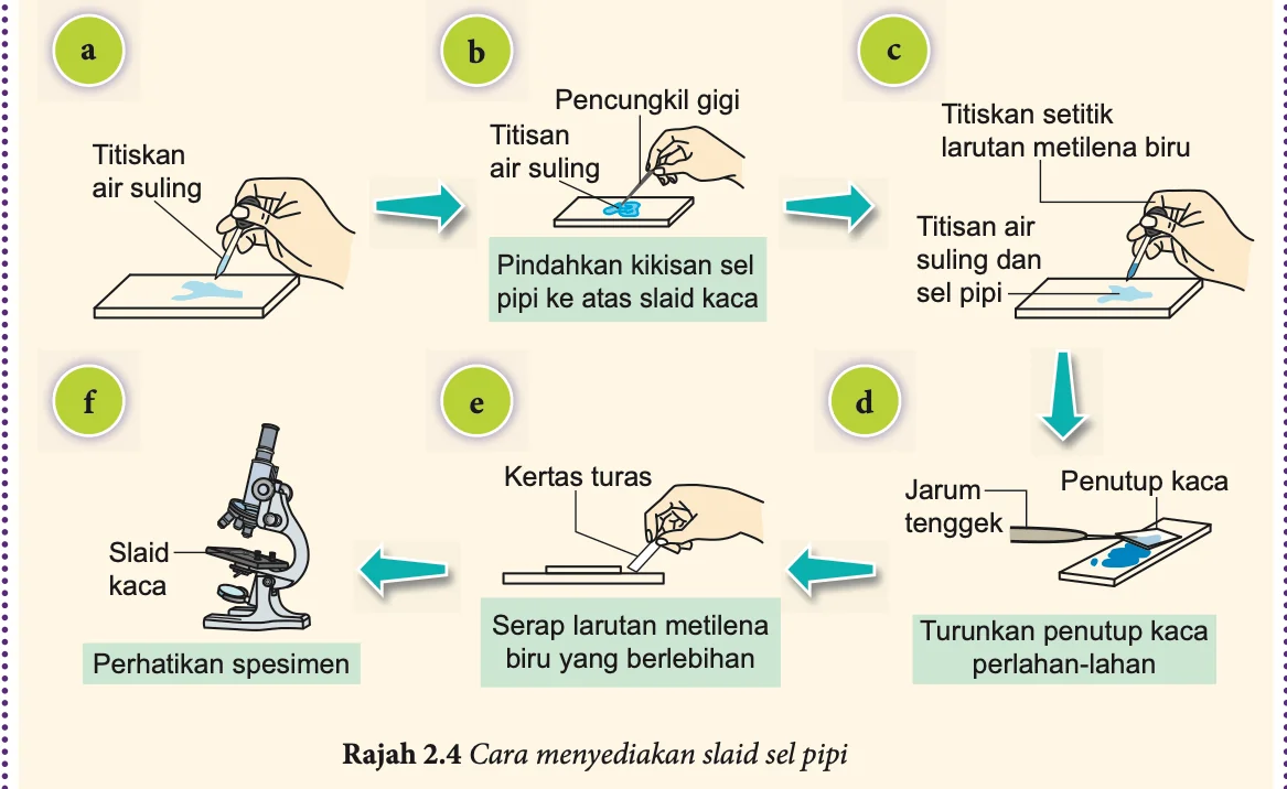 Enam langkah menyediakan slaid sel pipi