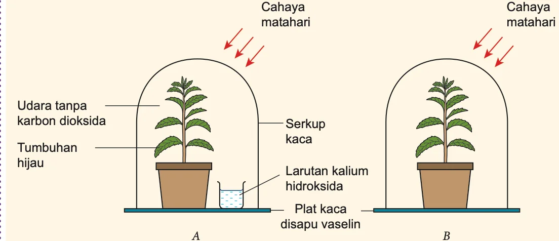 Dua tumbuhan dalam serkup kaca A dan B; A mengandungi larutan kalium hidroksida