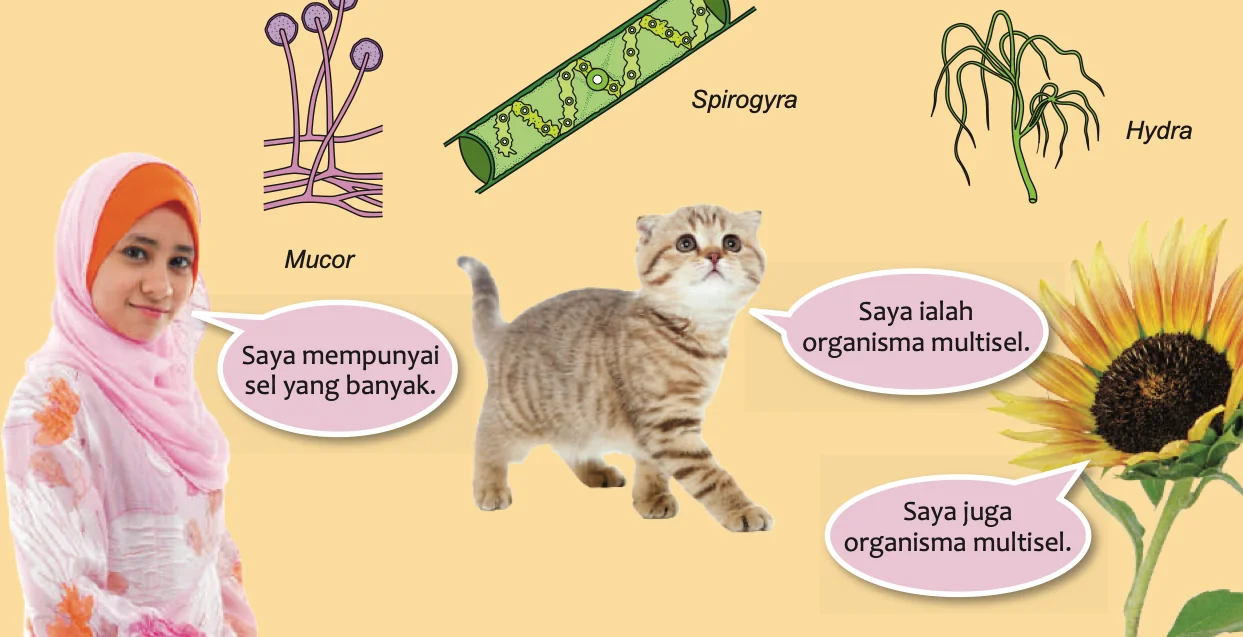 Mucor, Spirogyra, Hydra, seorang gadis, kucing dan bunga matahari