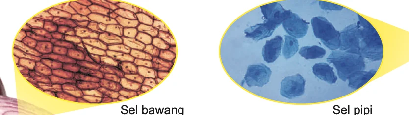 Sel bawang dan sel pipi di bawah mikroskop