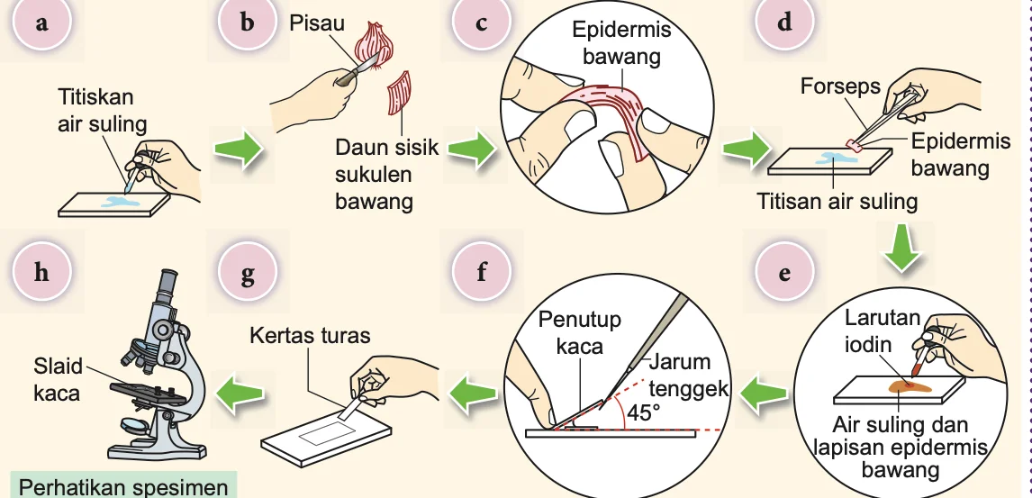 Lapan langkah menyediakan slaid sel bawang