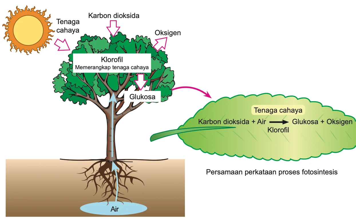 Pokok menerima tenaga cahaya, karbon dioksida dan air serta membebaskan oksigen