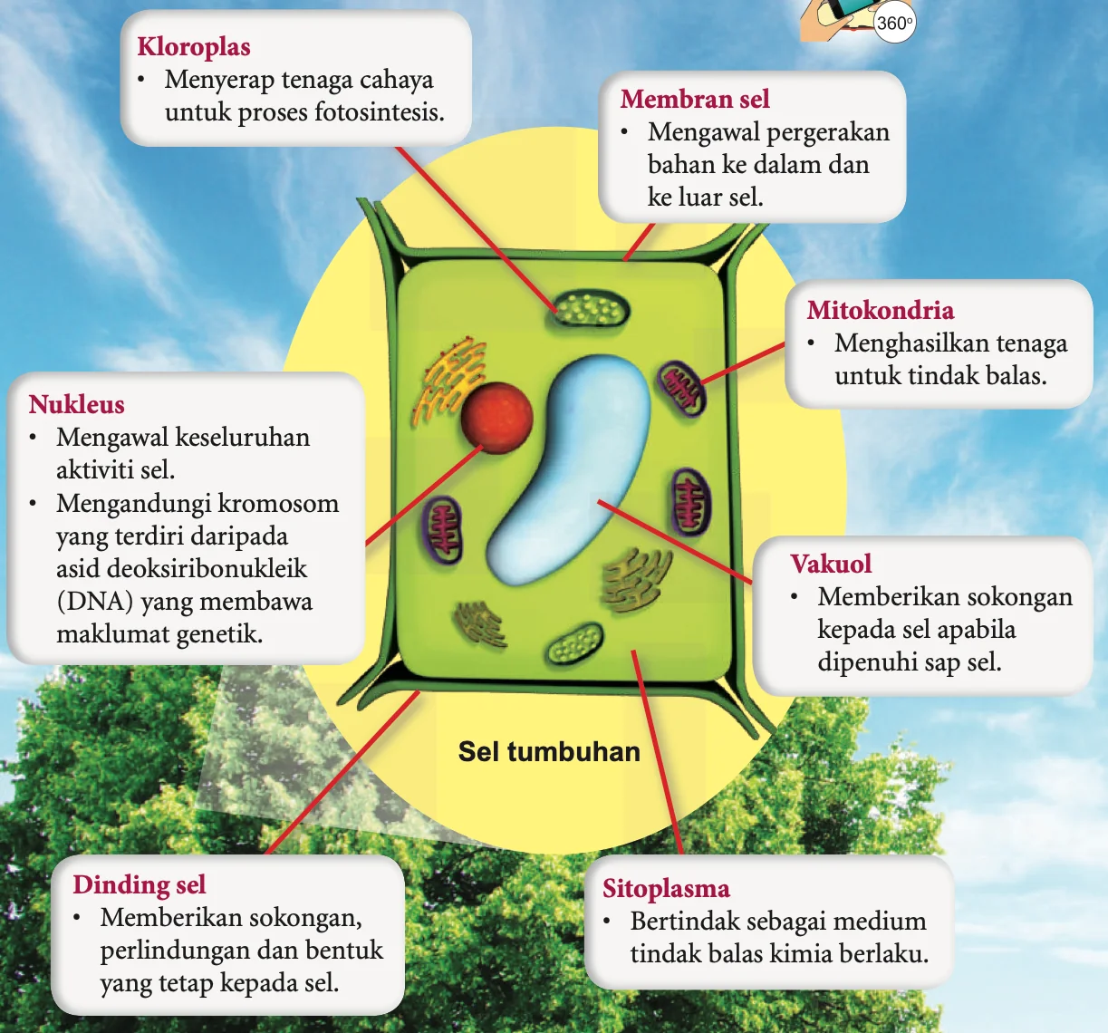 Sel tumbuhan berlabel dengan fungsi setiap struktur