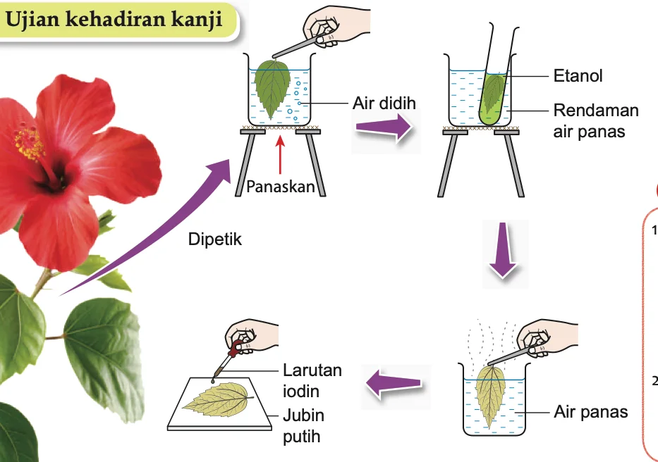 Langkah ujian kanji: air mendidih, etanol, air panas, larutan iodin