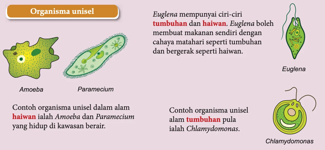 Amoeba, Paramecium, Euglena dan Chlamydomonas