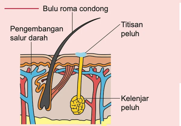Lapisan kulit pada suhu persekitaran tinggi: bulu roma condong, pengembangan salur darah, titisan peluh, kelenjar peluh