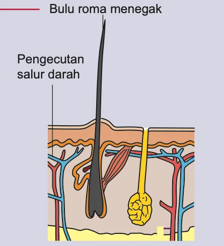 Lapisan kulit pada suhu persekitaran rendah: bulu roma menegak, pengecutan salur darah