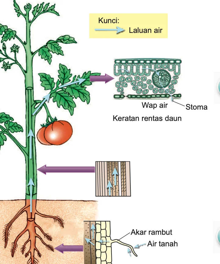 Pokok tomato: air tanah masuk melalui akar rambut, naik melalui batang dan keluar sebagai wap air melalui stoma pada daun