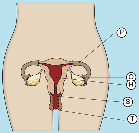 Sistem pembiakan perempuan dengan bahagian dilabel P, Q, R, S dan T