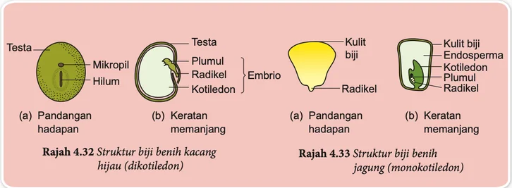 Biji benih kacang hijau dan jagung, pandangan hadapan dan keratan memanjang
