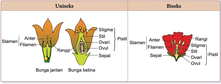 Bunga uniseks (jantan dan betina) dan bunga biseks dengan label