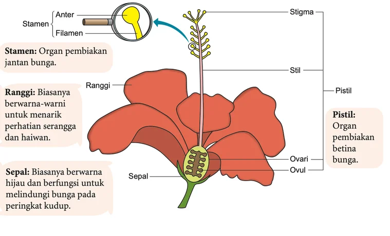 Keratan membujur bunga dengan stamen, pistil, ranggi dan sepal