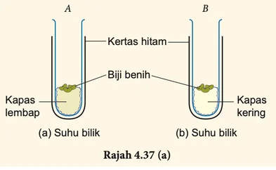 Tabung didih A (kapas lembap) dan B (kapas kering) pada suhu bilik