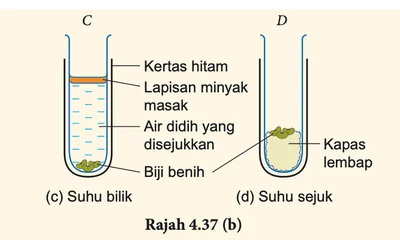 Tabung didih C (air didih yang disejukkan dengan lapisan minyak masak) dan D (kapas lembap di dalam peti sejuk)