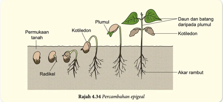 Percambahan epigeal: kotiledon dibawa keluar dari tanah
