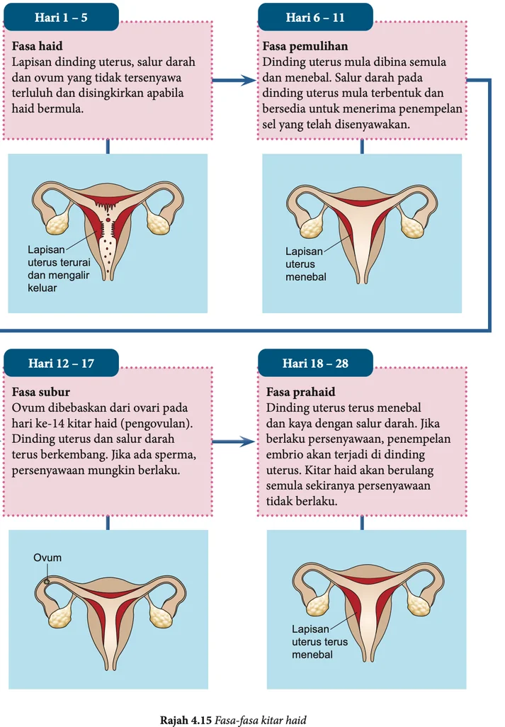 Empat rajah uterus yang menunjukkan perubahan lapisan dinding uterus dalam setiap fasa