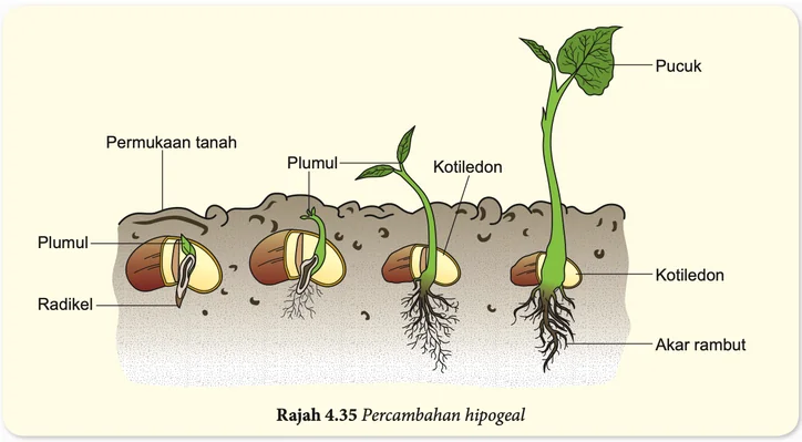 Percambahan hipogeal: kotiledon kekal di dalam tanah