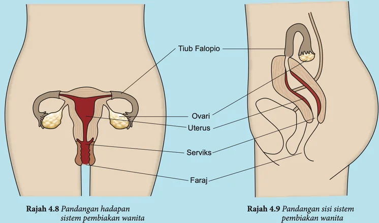Pandangan hadapan dan pandangan sisi sistem pembiakan perempuan dengan label