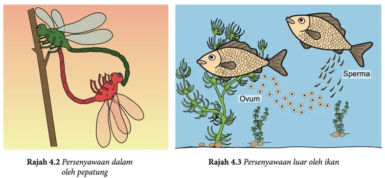 Persenyawaan dalam oleh pepatung dan persenyawaan luar oleh ikan