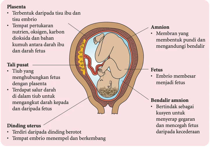 Fetus di dalam uterus dengan plasenta, tali pusat, amnion dan bendalir amnion