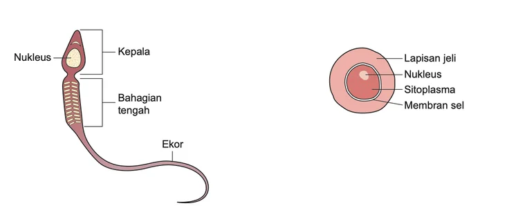 Struktur sperma dan ovum dengan label