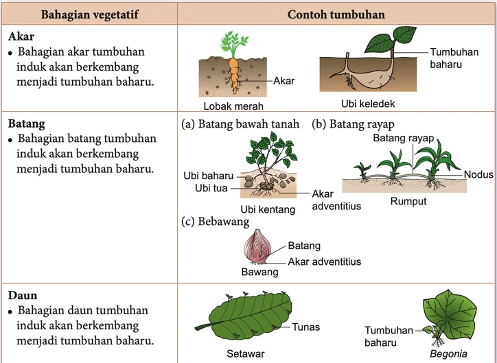 Pembiakan vegetatif daripada akar, batang dan daun