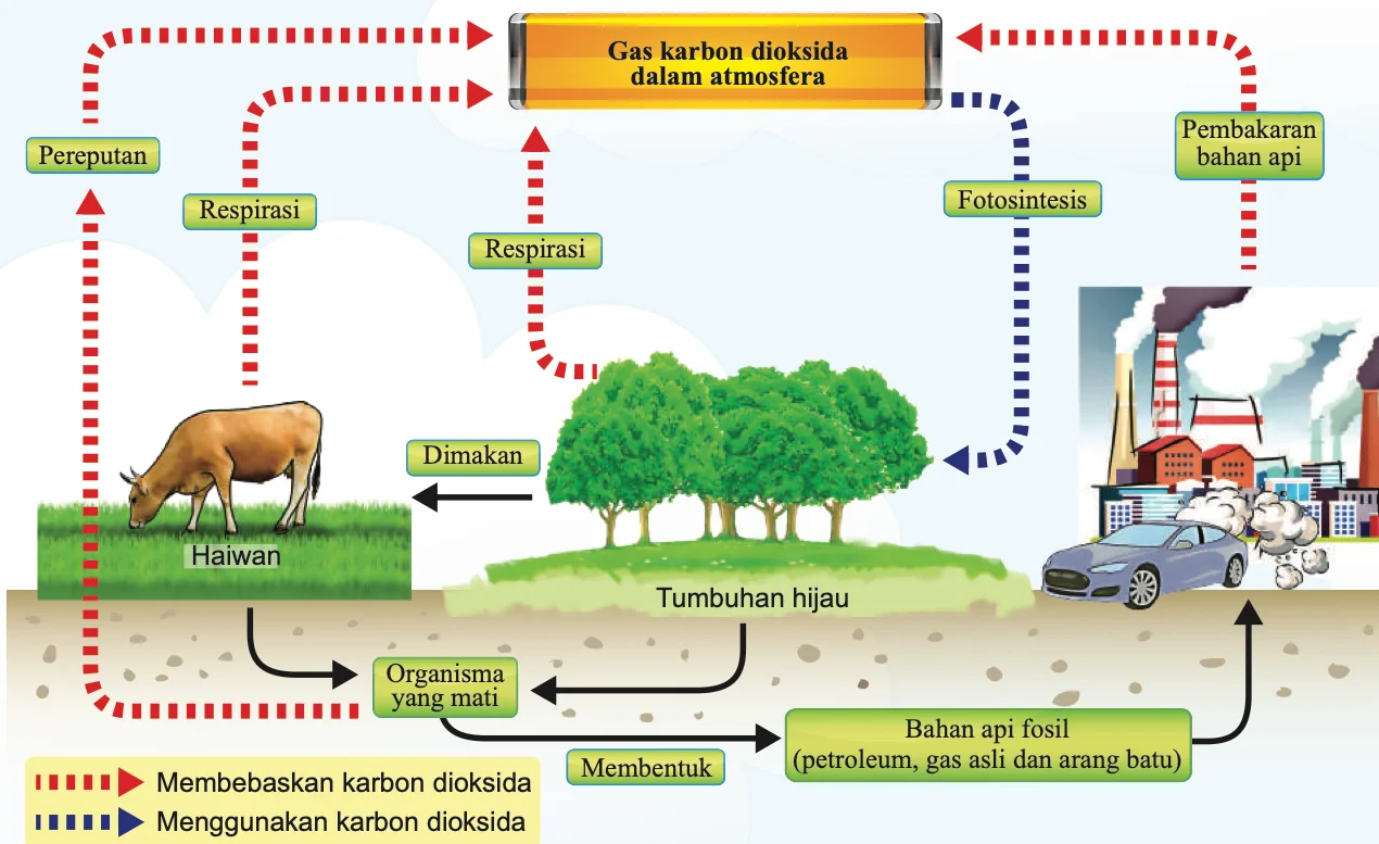 Kitar karbon: respirasi, pereputan dan pembakaran bahan api fosil membebaskan karbon dioksida; fotosintesis menggunakannya